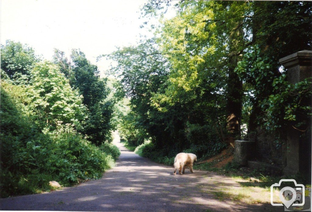 Upper Part of the Coombe Path