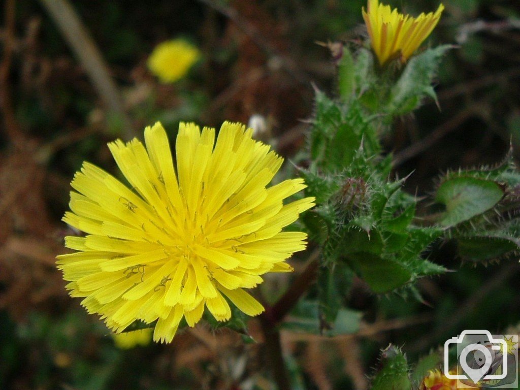 Variety of dandelion/hawkbit/coltsfoot