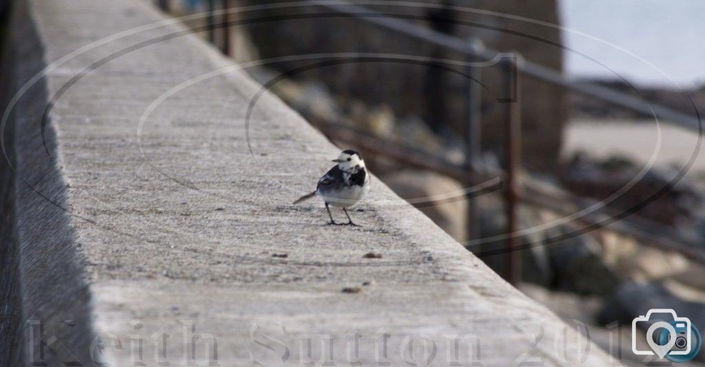 wagtail