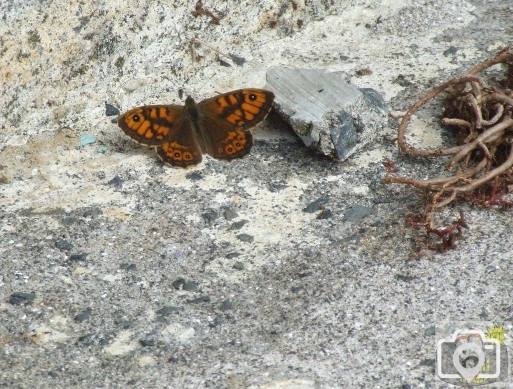 Wall Brown at Hayle