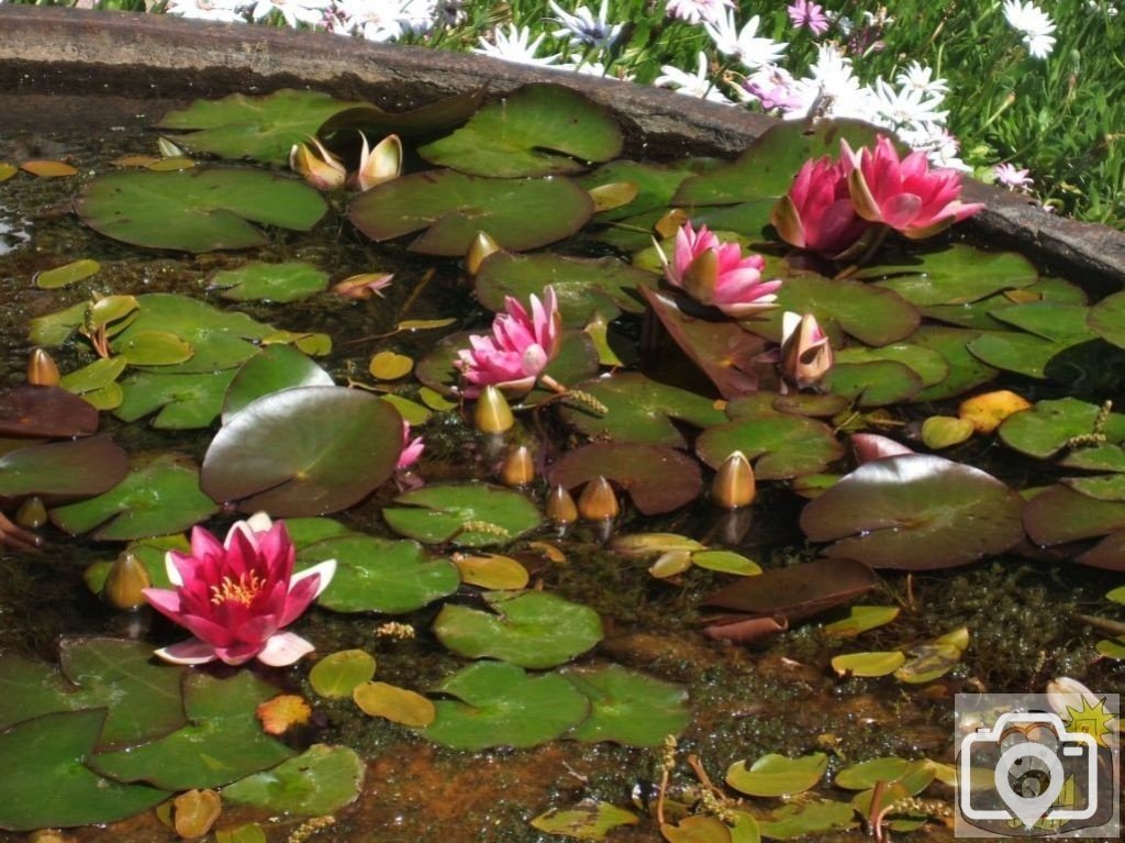 Water Lilies - Trewidden Gardens - June '08