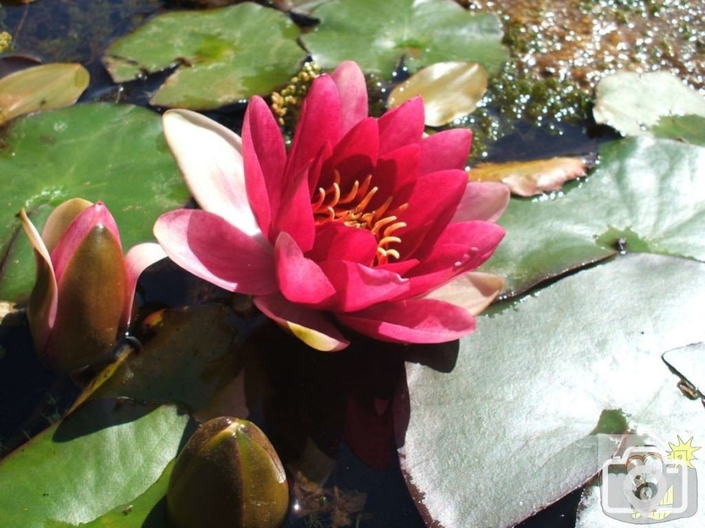 Water Lily - Trewidden Gardens - June '08