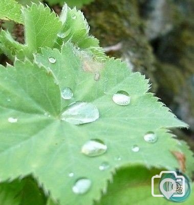 water on a leaf