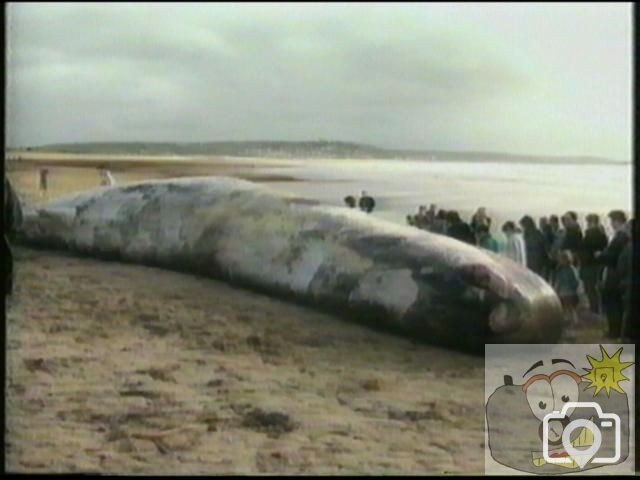 Whale at Long Rock