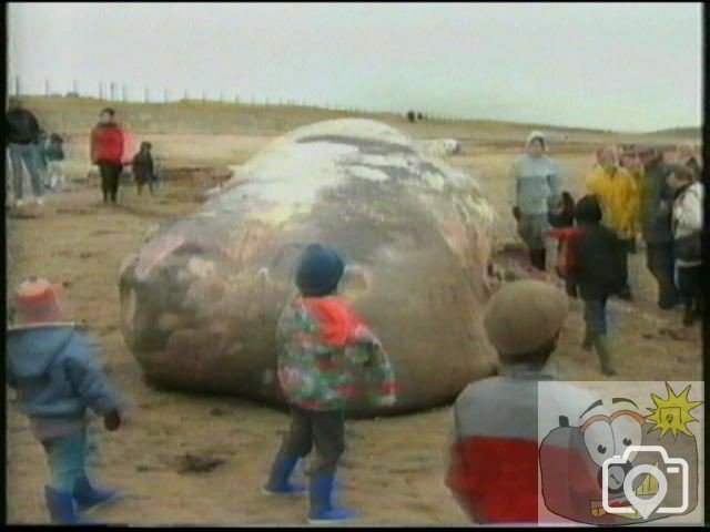 Whale at Long Rock