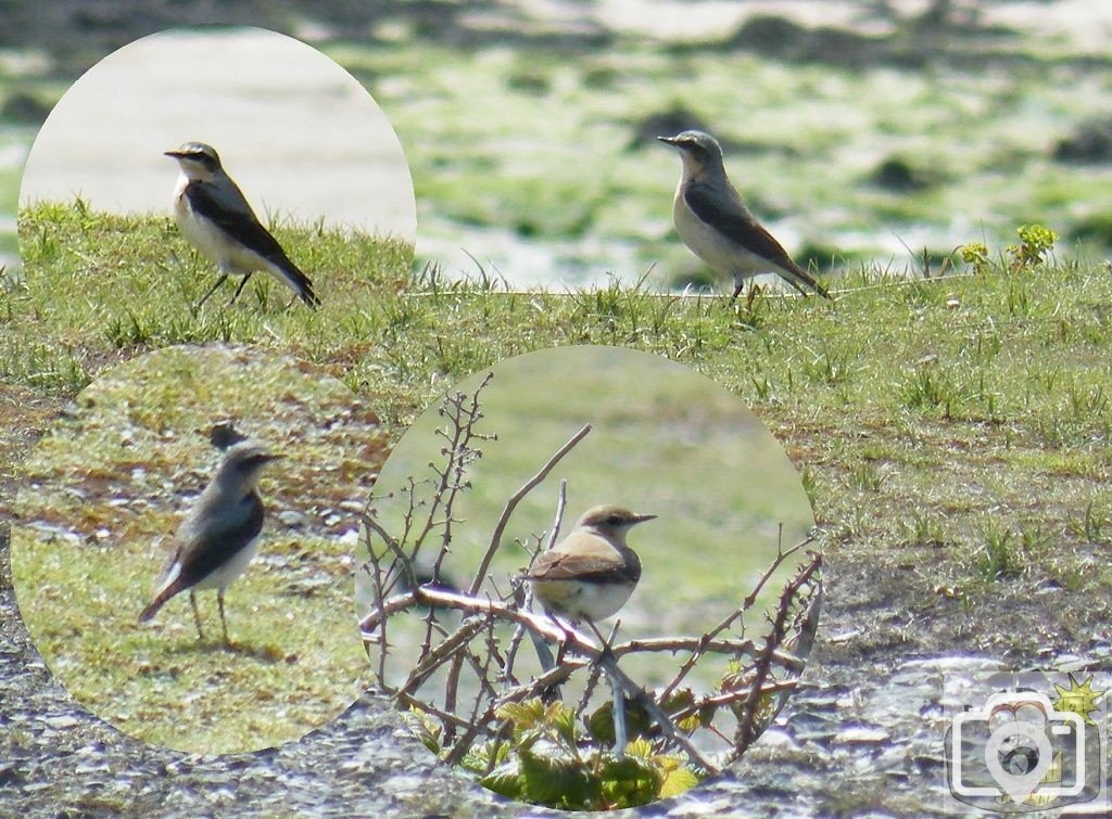 Wheatears