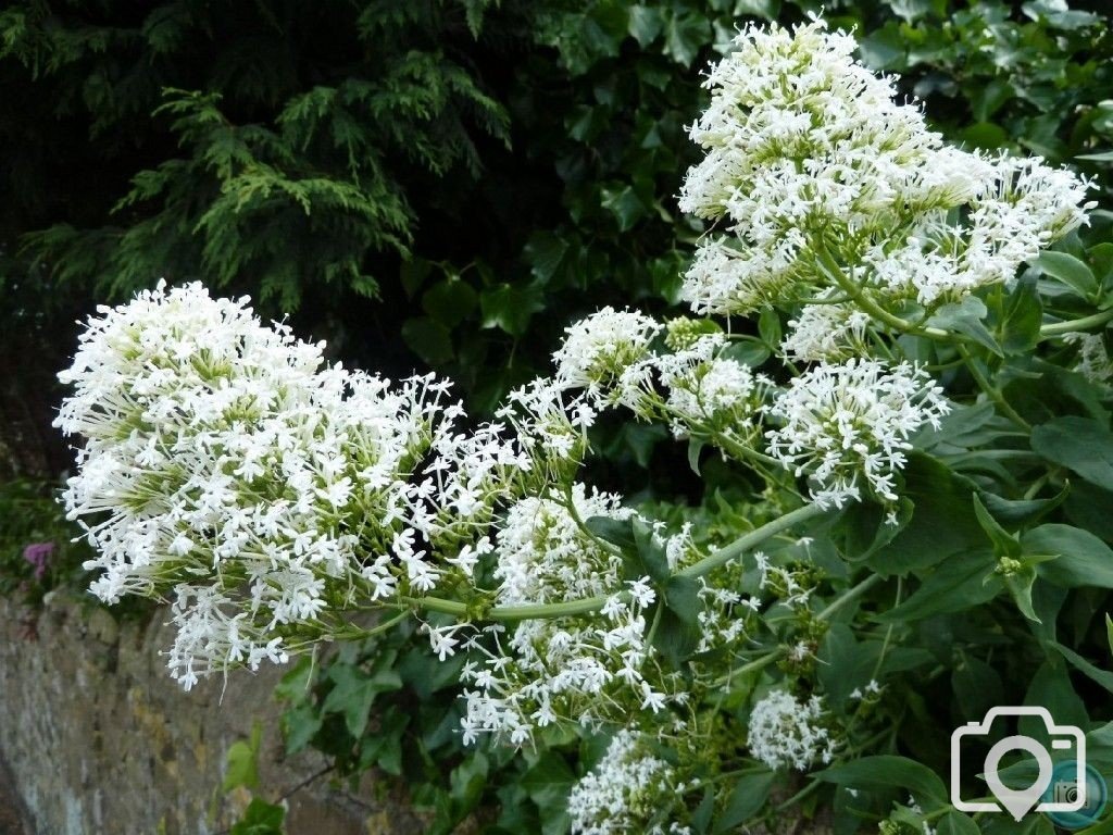 White valerian