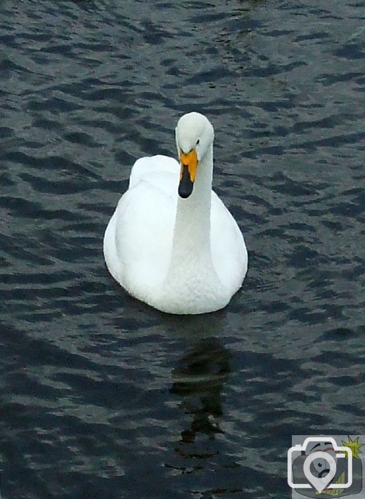 Whooper swan at Drift - note beak! 17Mar10