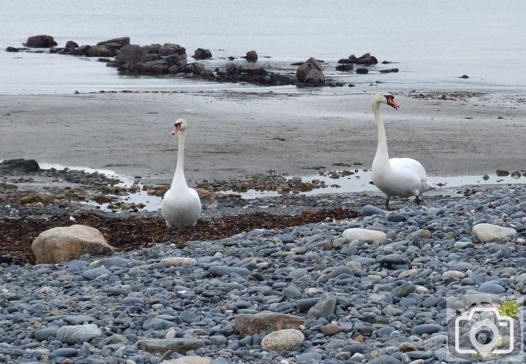 Why did the swans cross the road?