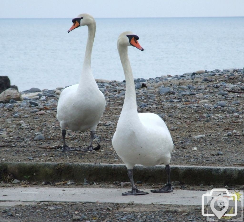 Why did the swans cross the road?