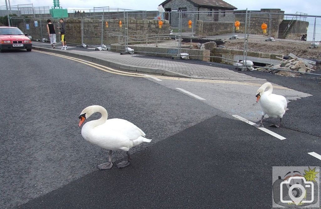 Why did the swans cross the road?