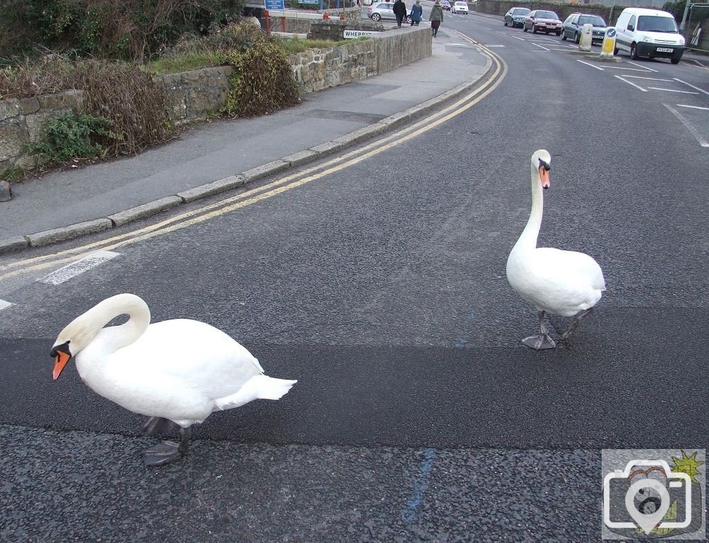 Why did the swans cross the road?