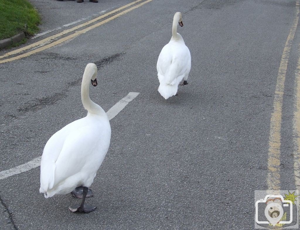 Why did the swans cross the road?