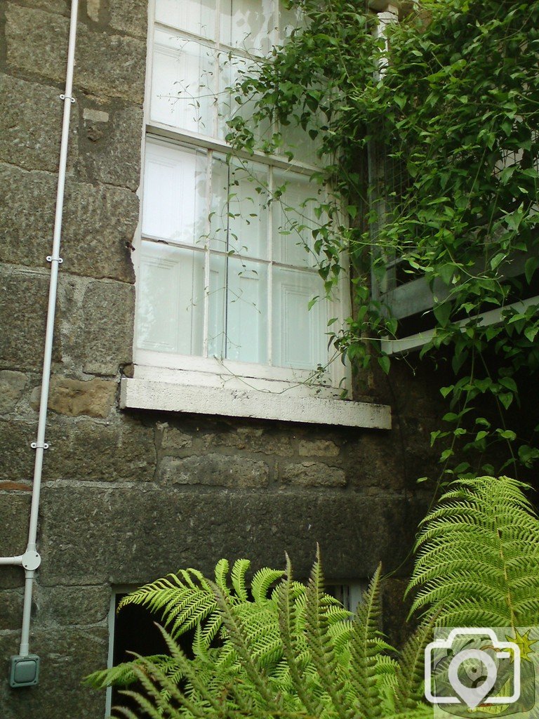Window with fern