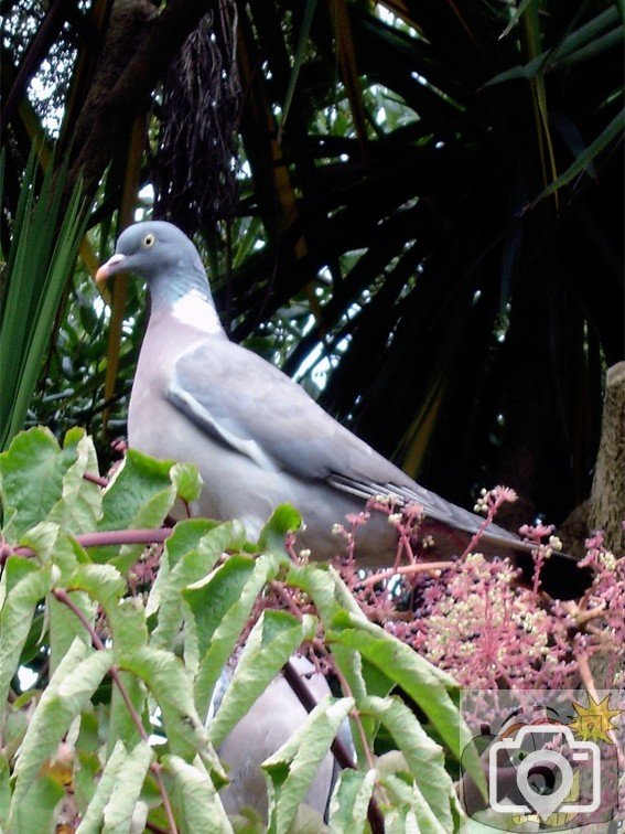 Wood Pigeon