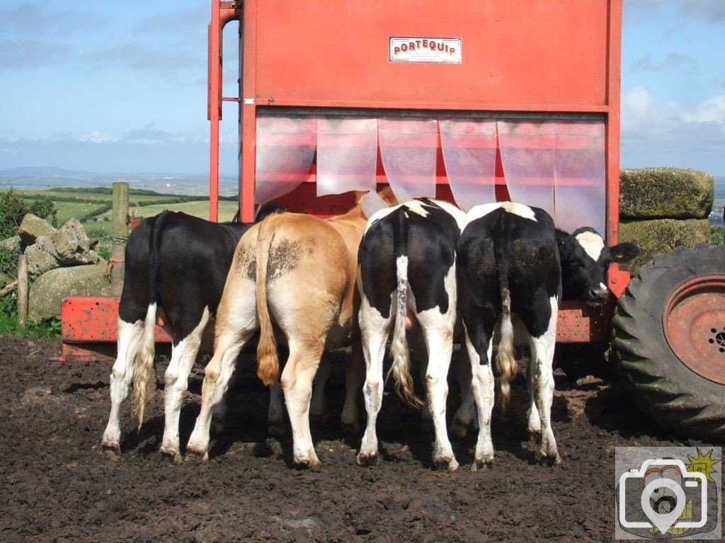 Yearling(?) bulls feeding at Trencrom Farm