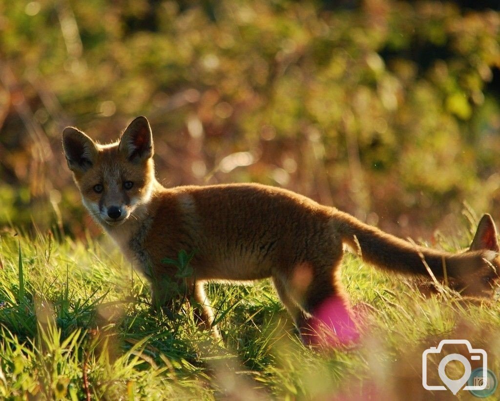 Young foxes