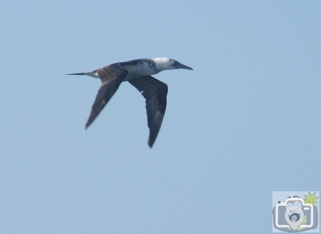 Young Gannet