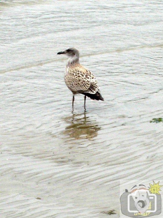 Young Gull