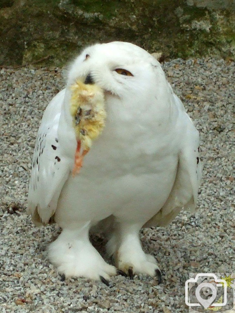 'Yummy! Yummy!' says my tummy!